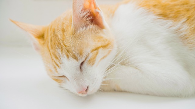 茶トラが寝ている写真