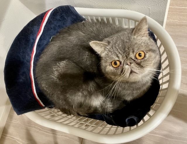 エキゾチックショートヘアーがカゴでくつろいでいる写真