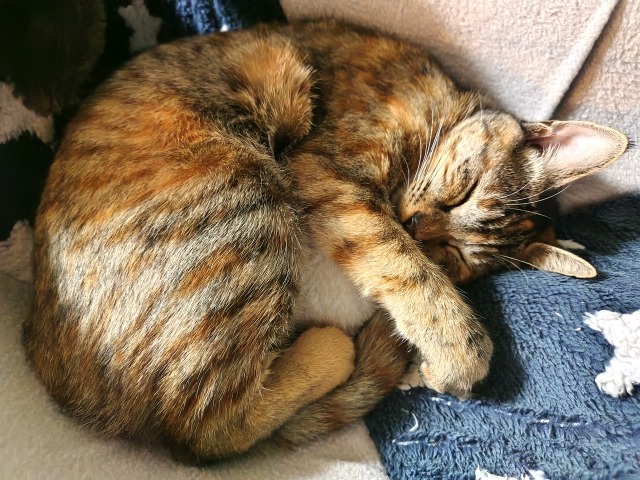 キジトラが丸くなって寝ている写真