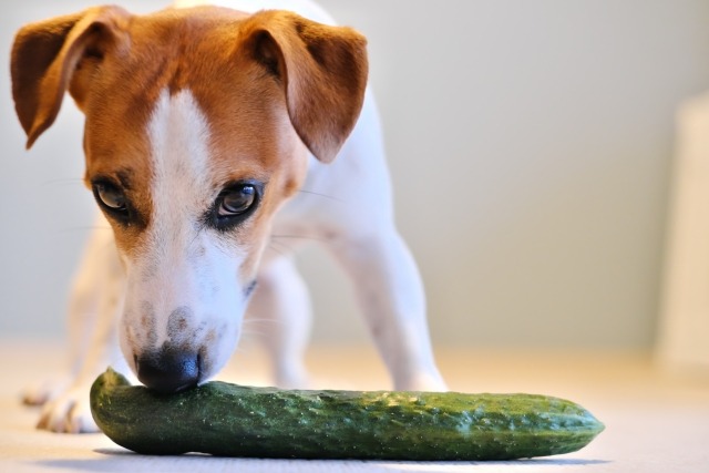 きゅうりの匂いを嗅ぐジャックラッセルテリア