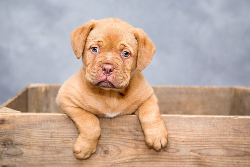 木箱に入っている子犬