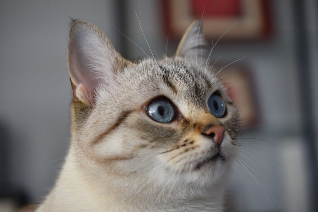 斜め右を見ている猫