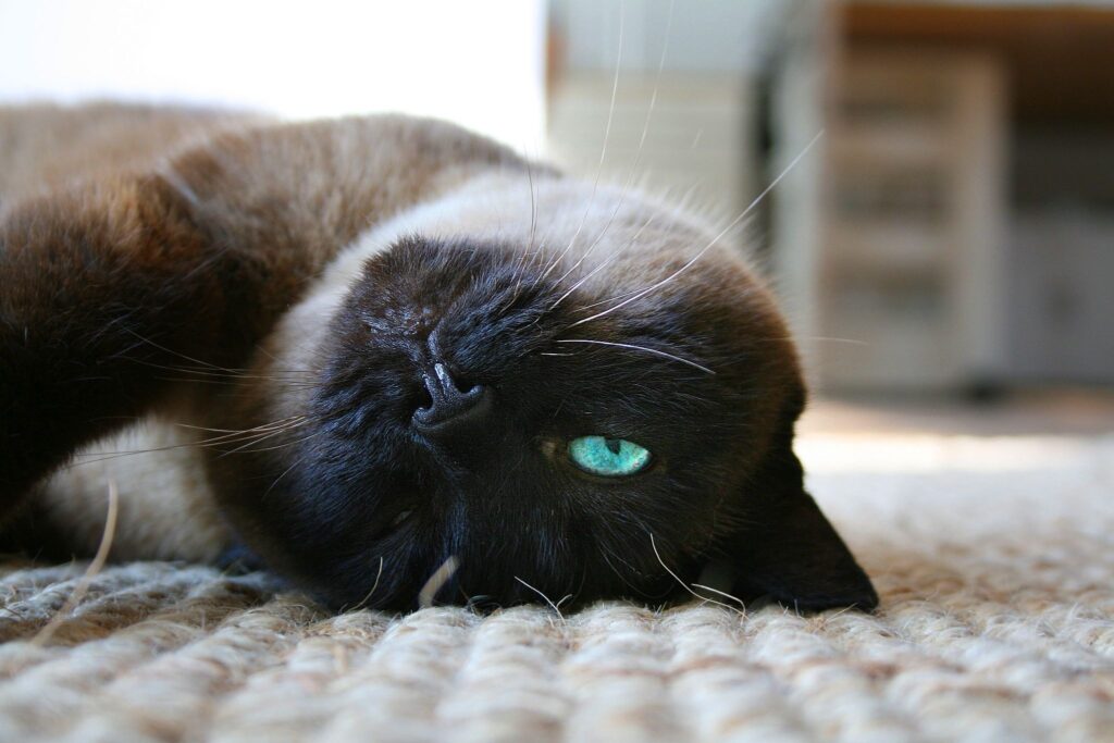 顔を捻って寝ているシャム猫