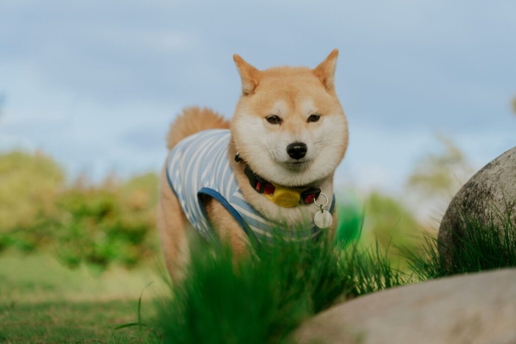 草むらの中の柴犬