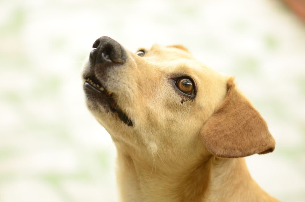 上を見上げる茶色い犬