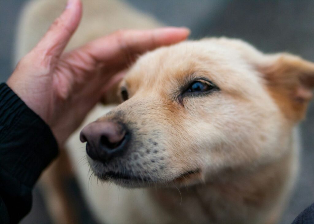 撫でられる茶色い雑種犬