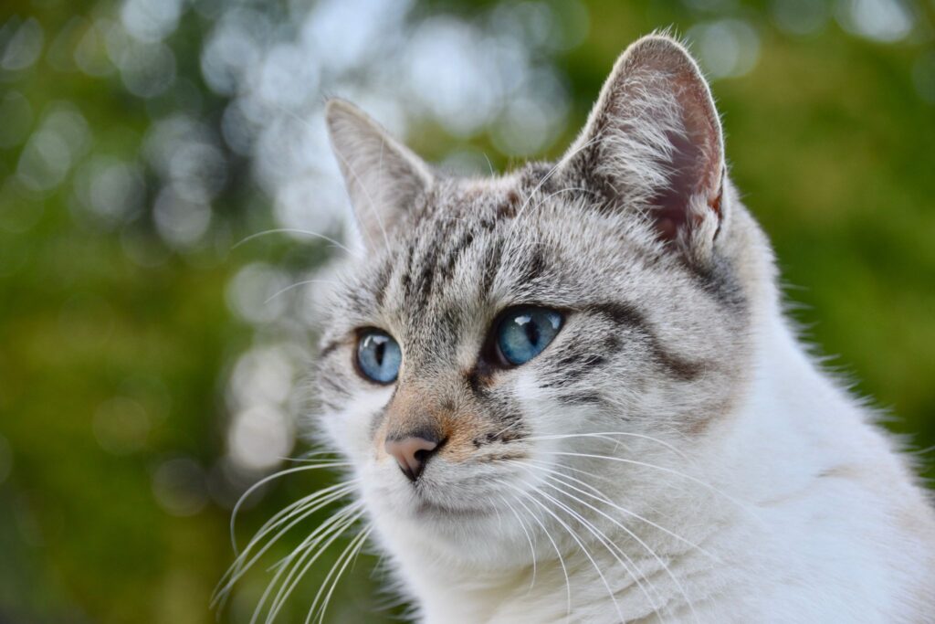 横を見ている目が青い猫