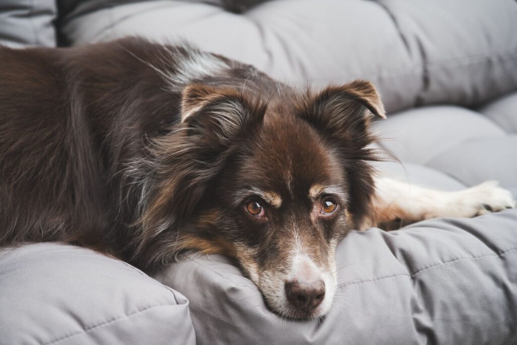 ベッドの上にいる洋犬