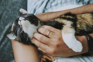 顎を撫でられる三毛猫