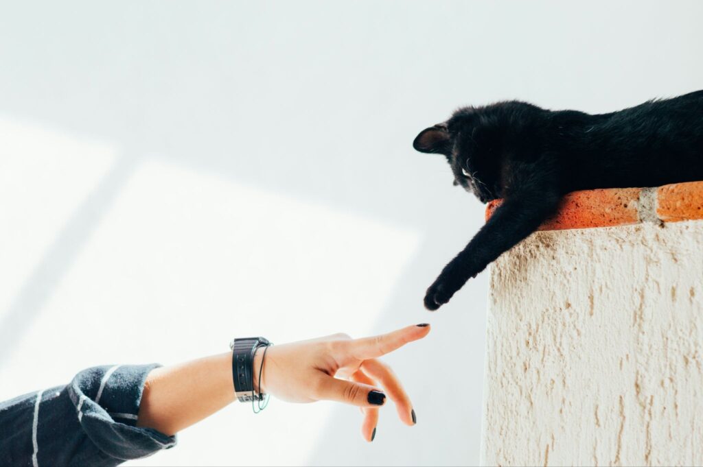 指先と手先を合わせている人間と黒猫