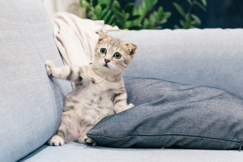 ソファにいるスコティッシュフォールドの子猫