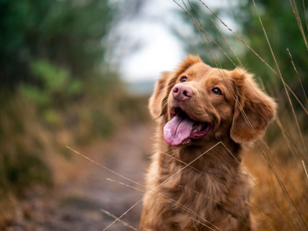 笑っている茶色い長毛犬