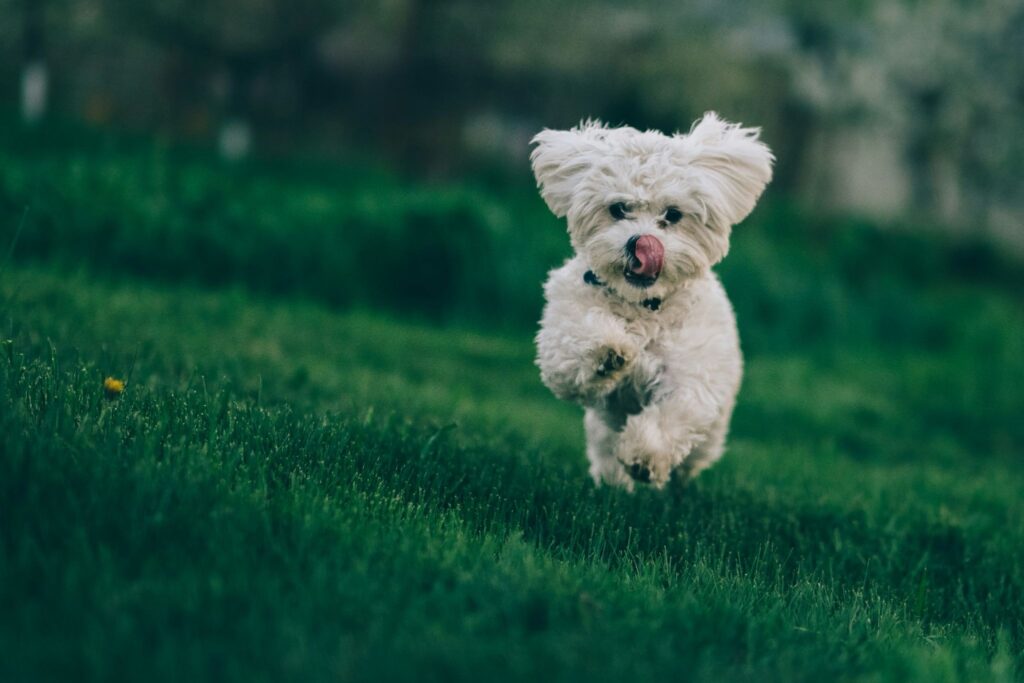 走っている白い犬