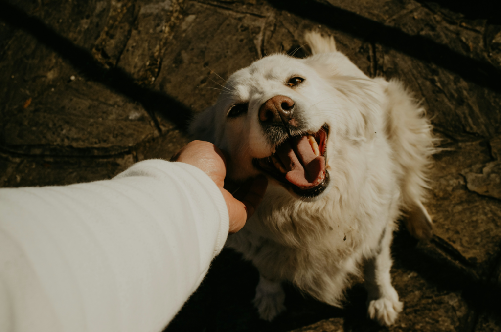 座ったまま顔を撫でられて嬉しそうにこちらを見上げる大型犬